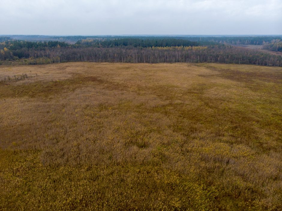 Čepkelių raisto pašonėje atkuriami namai retiems paukščiams ir augalams