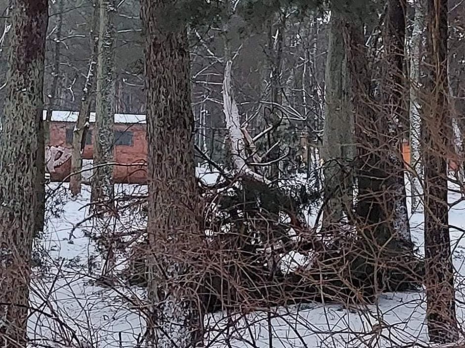 Palangos meras: po naktinės audros bus daug darbo sutvarkyti miestą