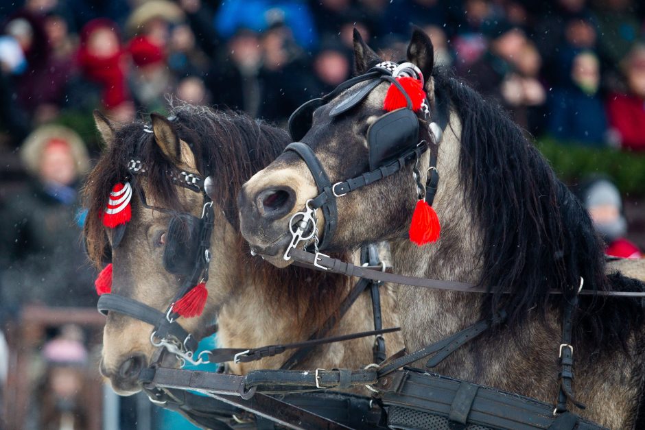 Finišavo tradicinės žirgų lenktynės „Sartai 2019“: kas buvo greičiausias?