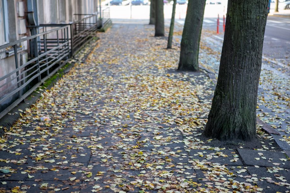 Beda pirštu į lapais nuklotas Kauno gatves: tikrų tikriausia čiuožykla!