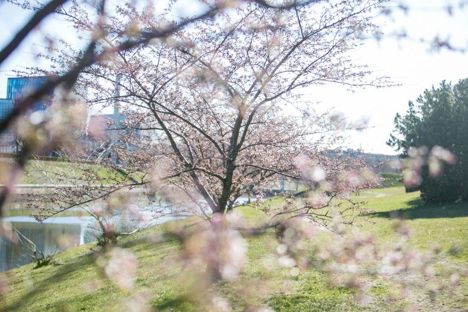 Nemuno saloje žiedus jau pradeda skleisti gražuolės sakuros