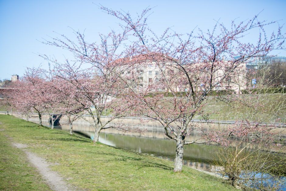 Nemuno saloje žiedus jau pradeda skleisti gražuolės sakuros