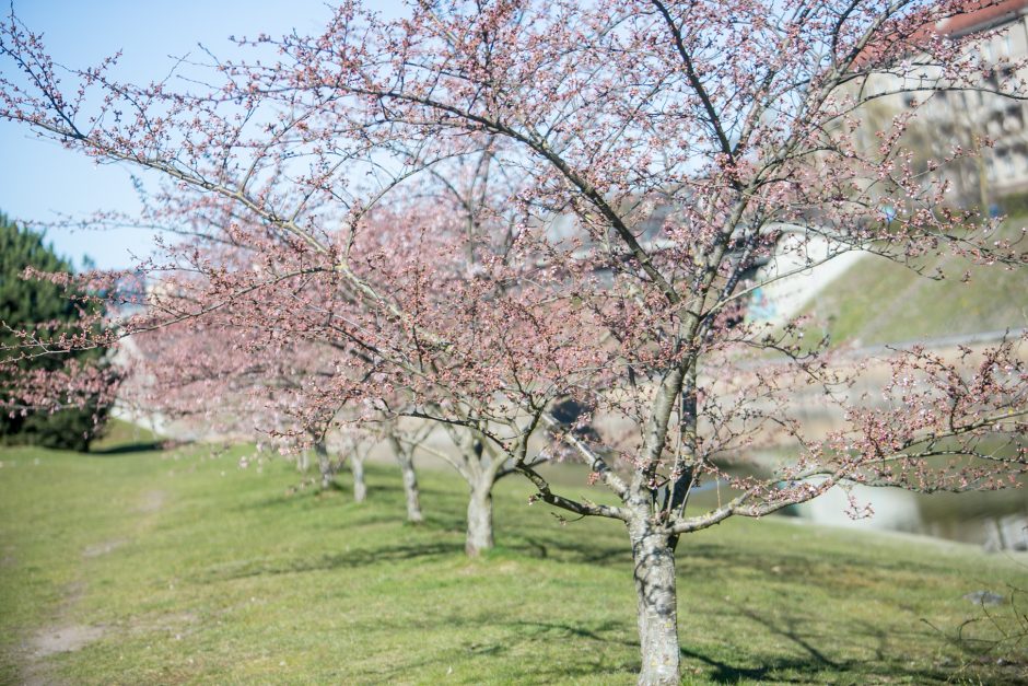 Nemuno saloje žiedus jau pradeda skleisti gražuolės sakuros