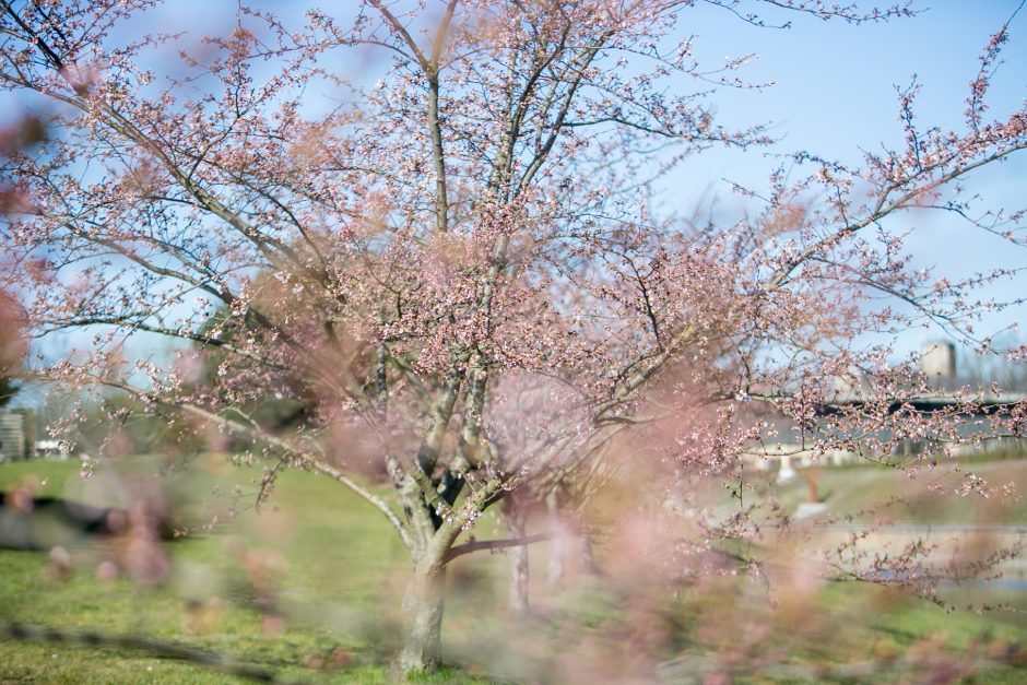 Nemuno saloje žiedus jau pradeda skleisti gražuolės sakuros