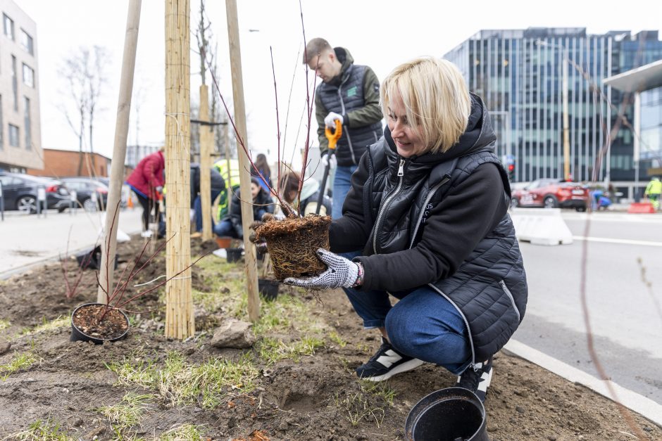 Sostinės meras rengia talką: padėkime Savanorių prospektui sužaliuoti