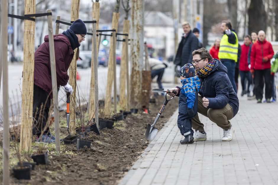 Sostinės meras rengia talką: padėkime Savanorių prospektui sužaliuoti