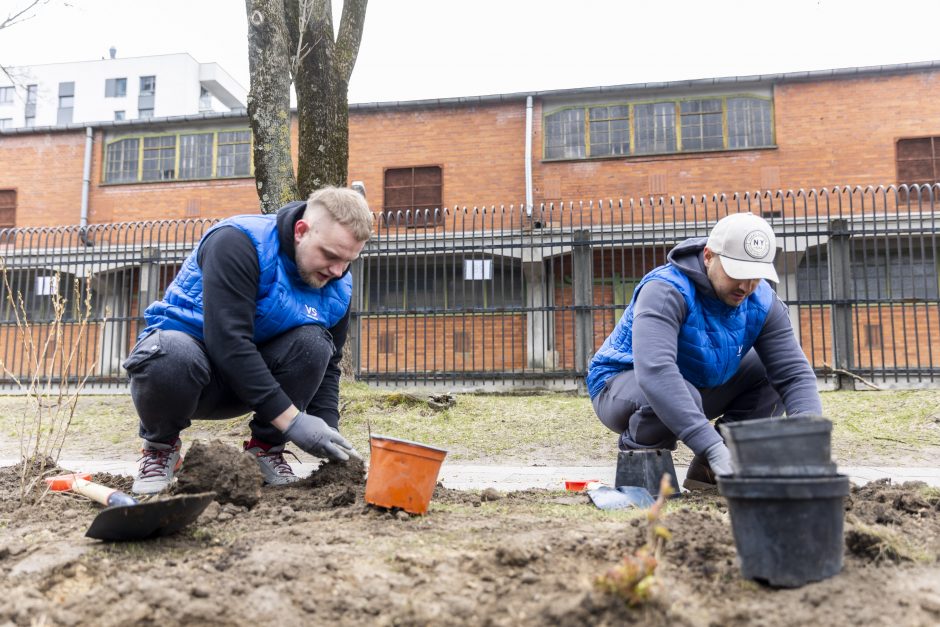 Sostinės meras rengia talką: padėkime Savanorių prospektui sužaliuoti