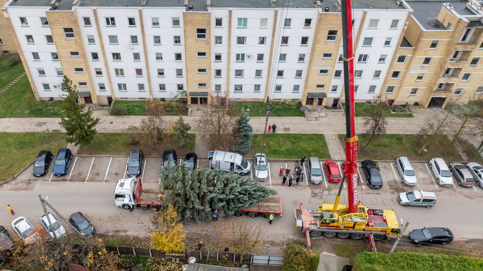 Prasideda: Kauno kalėdinės eglės kelias į Vienybės aikštę