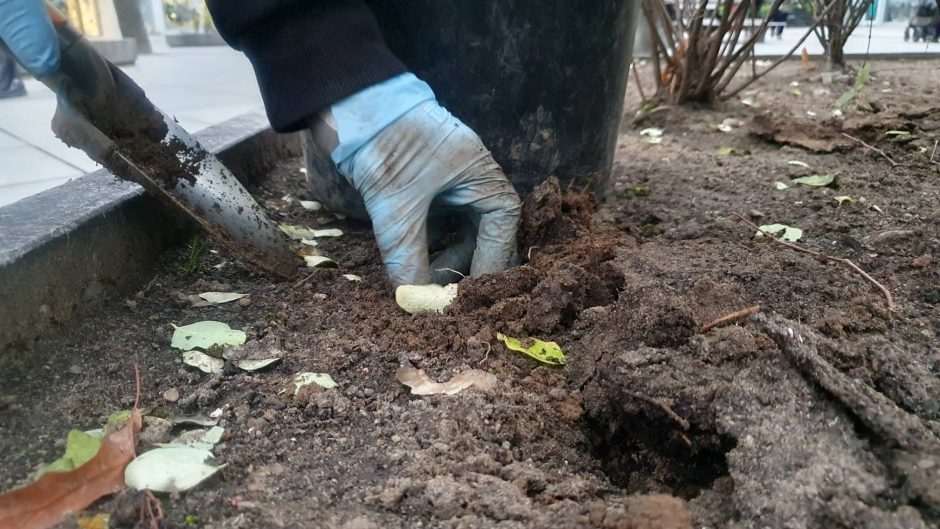 Laisvės alėjoje sodinami narcizai: pavasarį pražys geltonų žiedų upė