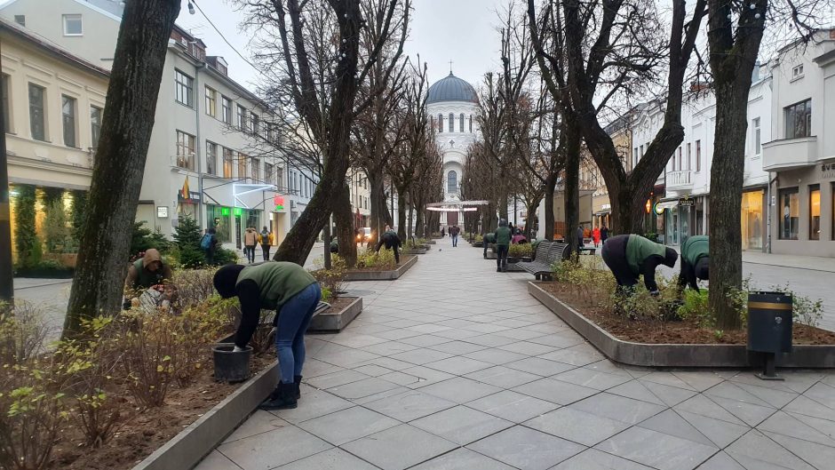 Laisvės alėjoje sodinami narcizai: pavasarį pražys geltonų žiedų upė