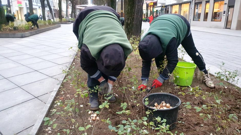 Laisvės alėjoje sodinami narcizai: pavasarį pražys geltonų žiedų upė