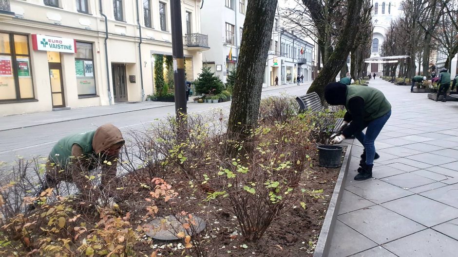 Laisvės alėjoje sodinami narcizai: pavasarį pražys geltonų žiedų upė