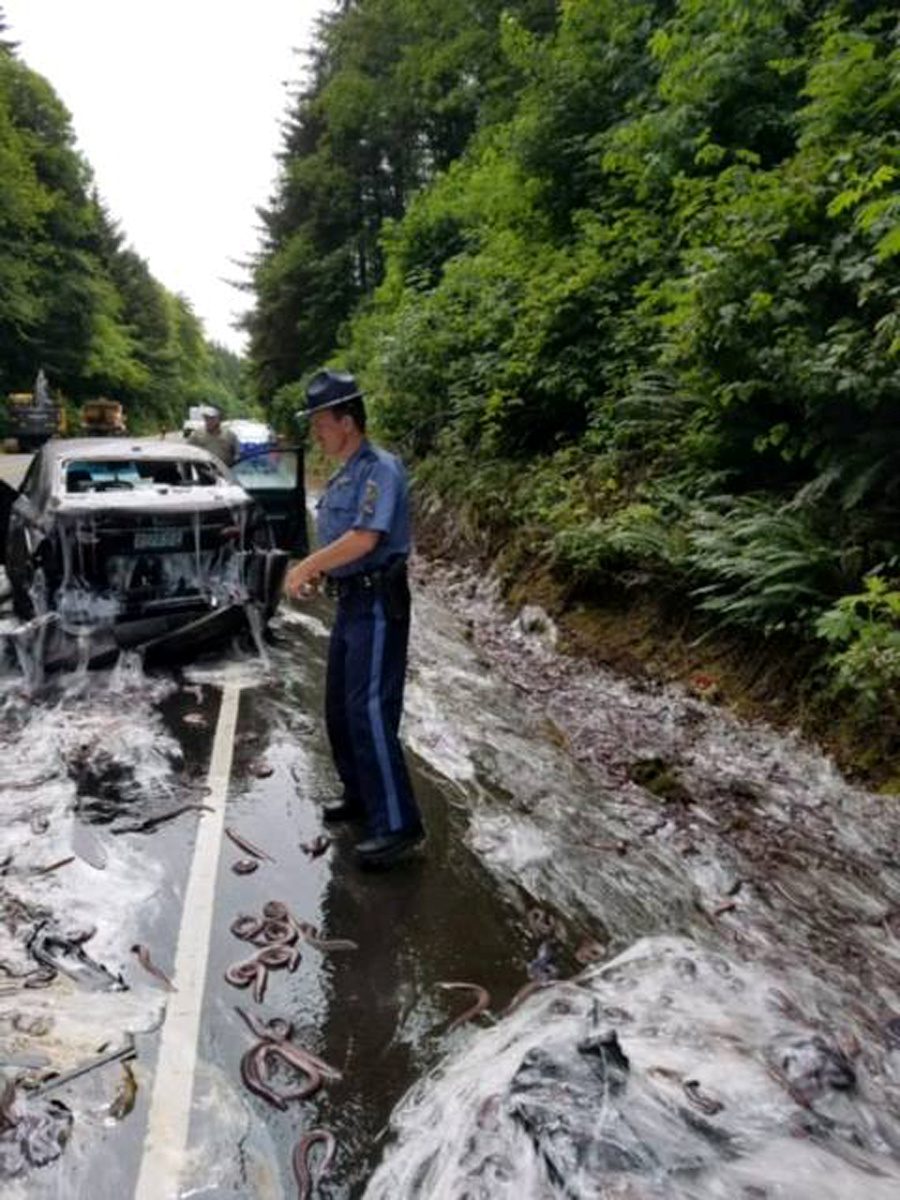 Po avarijos Oregono greitkelis virto gleivėtu chaosu