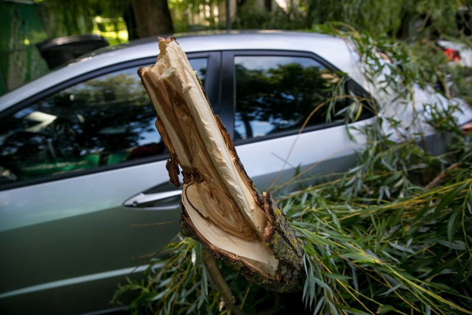 Kaune ant dviejų automobilių užvirto medis