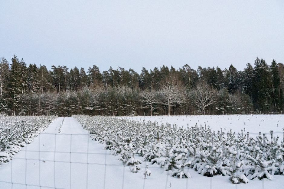 Nesibaigianti kova prieš Pakarklės miško karjerą: bendruomenės pozicija – neginčijama