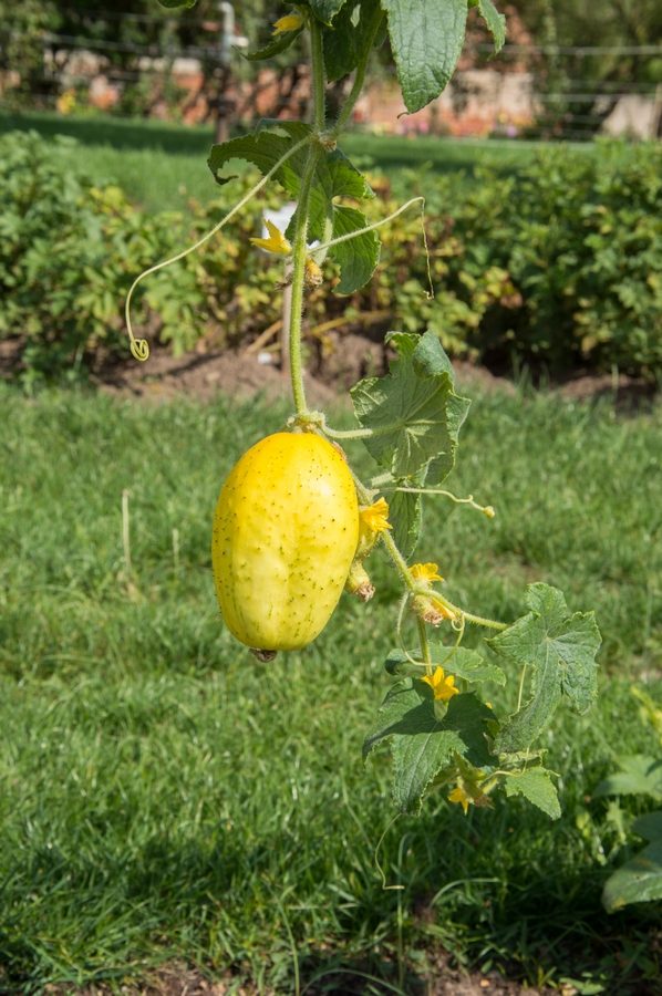 Kviečia vaikus pažinti juodus pomidorus, violetines bulves ir levandų kvapo mėtas