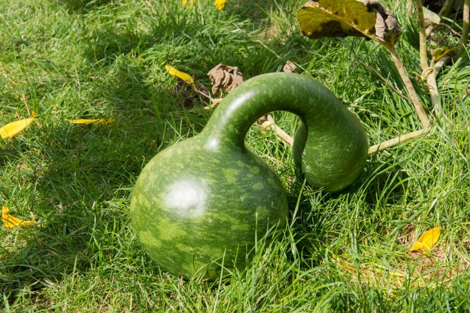 Kviečia vaikus pažinti juodus pomidorus, violetines bulves ir levandų kvapo mėtas