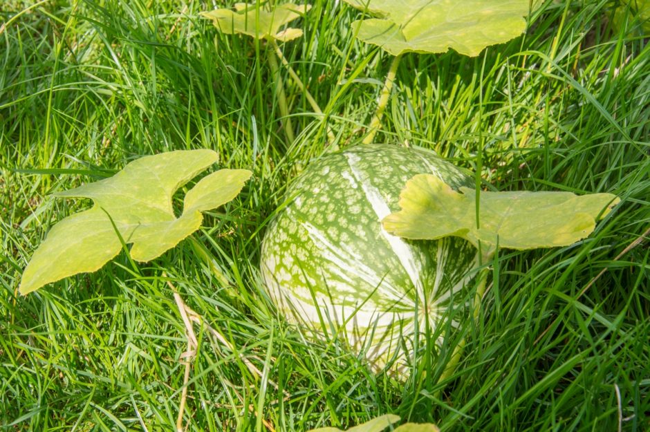 Kviečia vaikus pažinti juodus pomidorus, violetines bulves ir levandų kvapo mėtas