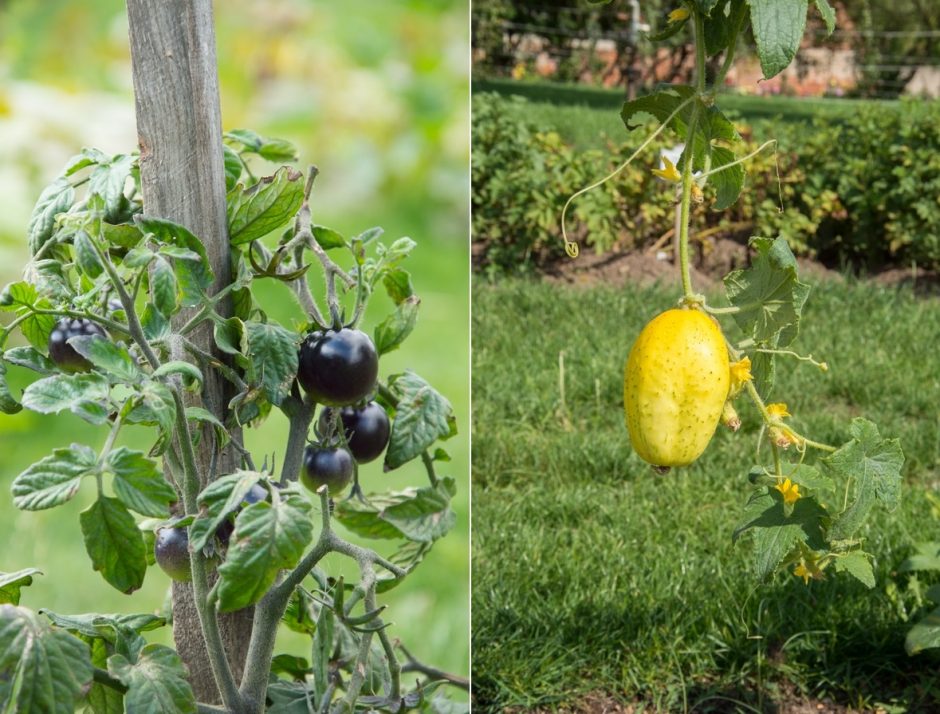 Kviečia vaikus pažinti juodus pomidorus, violetines bulves ir levandų kvapo mėtas