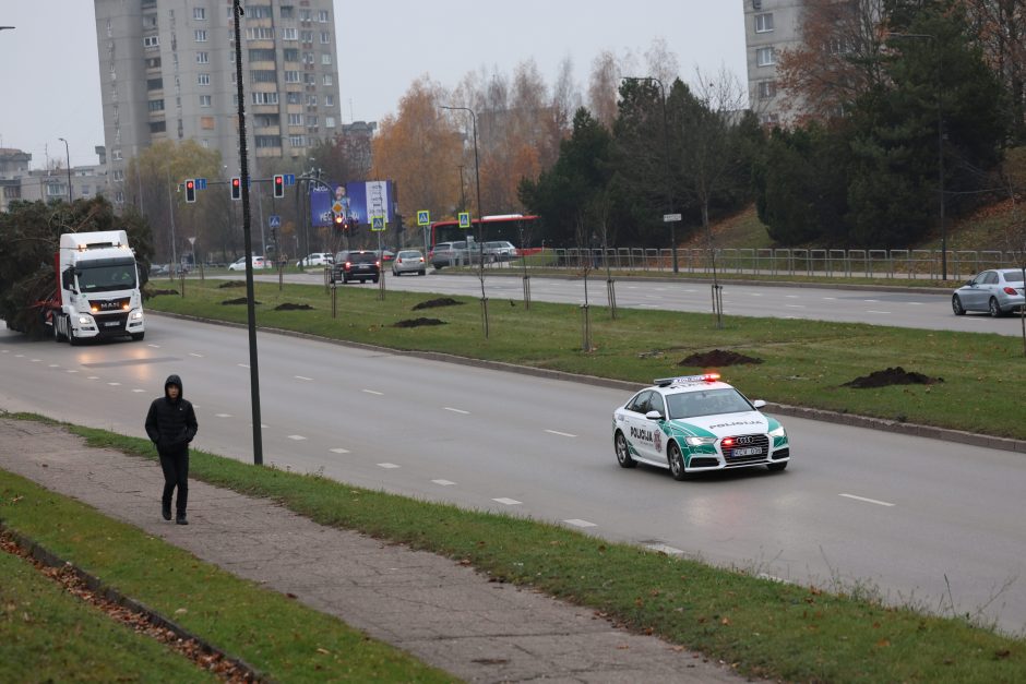 Prasideda: Kauno kalėdinės eglės kelias į Vienybės aikštę