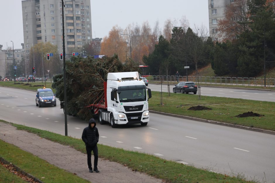 Prasideda: Kauno kalėdinės eglės kelias į Vienybės aikštę