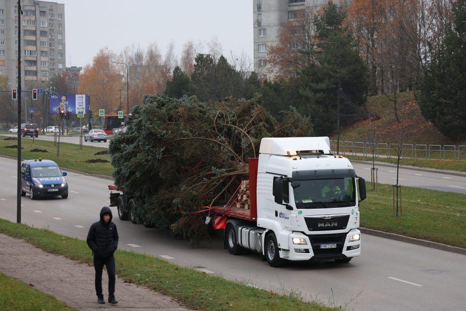 Prasideda: Kauno kalėdinės eglės kelias į Vienybės aikštę