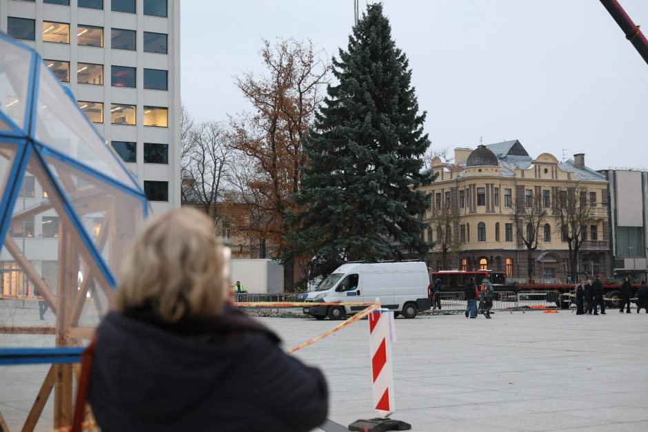 Kauno kalėdinė eglutė – jau Vienybės aikštėje