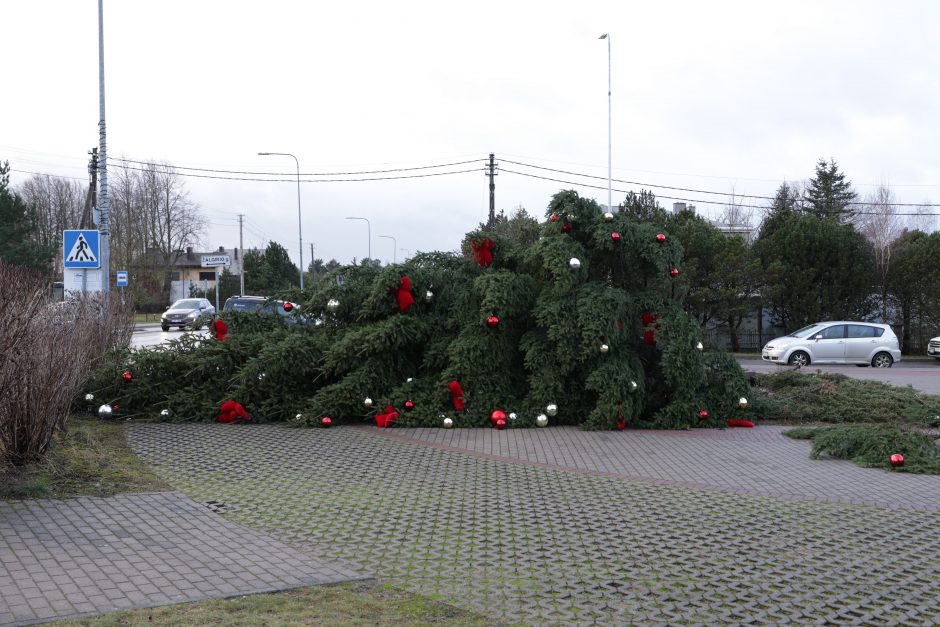 Nuo stipraus vėjo nuvirto Ringaudų kalėdinė eglė