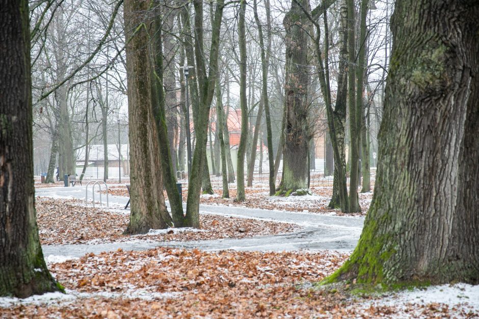 Miestas perims Vytauto parką?