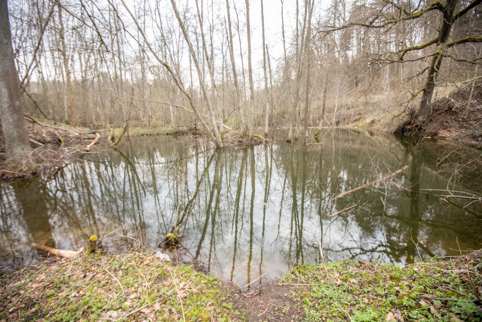 Pakarklės miškas – tikras lobynas: yra sakančių, kad čia Lietuvos Šveicarija