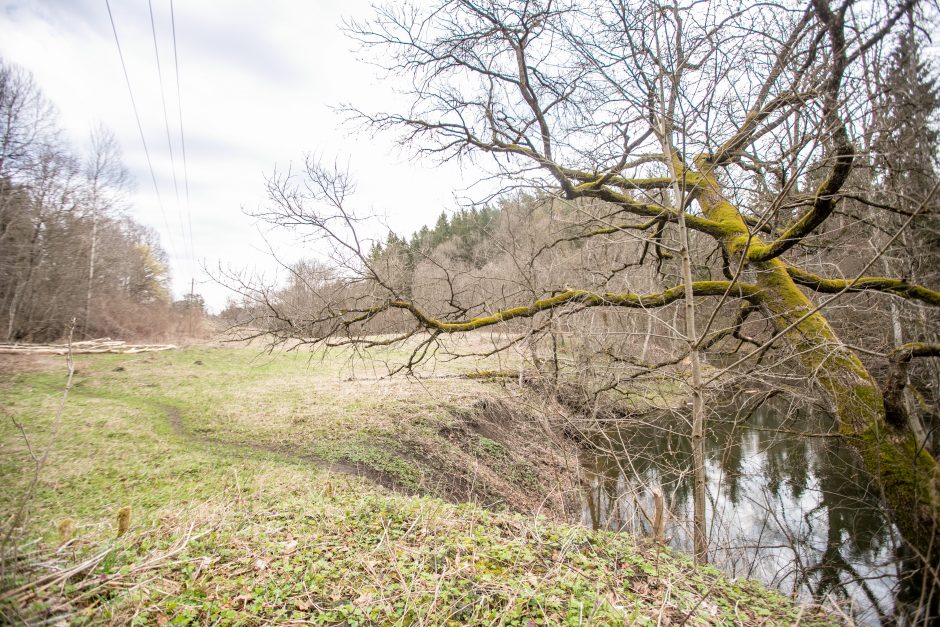 Pakarklės miškas – tikras lobynas: yra sakančių, kad čia Lietuvos Šveicarija