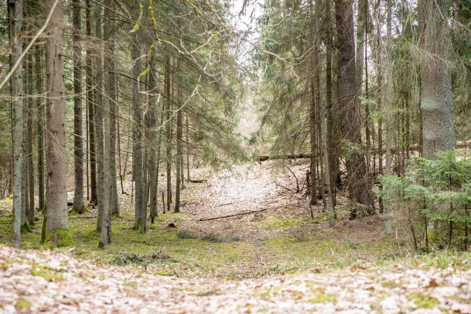 Pakarklės miškas – tikras lobynas: yra sakančių, kad čia Lietuvos Šveicarija