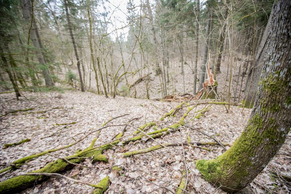 Pakarklės miškas – tikras lobynas: yra sakančių, kad čia Lietuvos Šveicarija