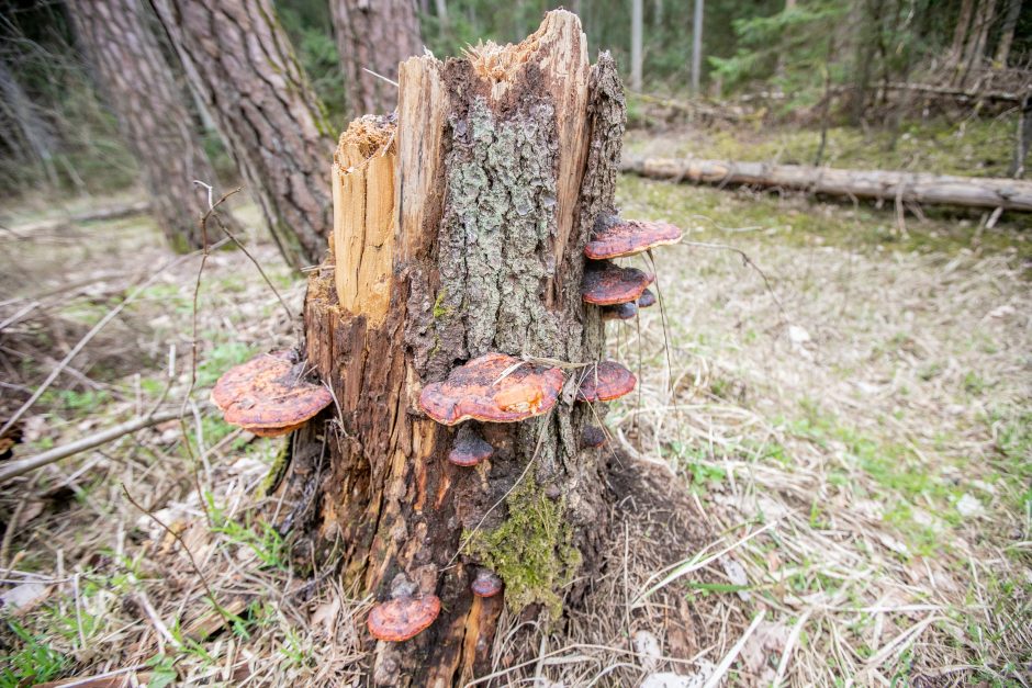 Pakarklės miškas – tikras lobynas: yra sakančių, kad čia Lietuvos Šveicarija