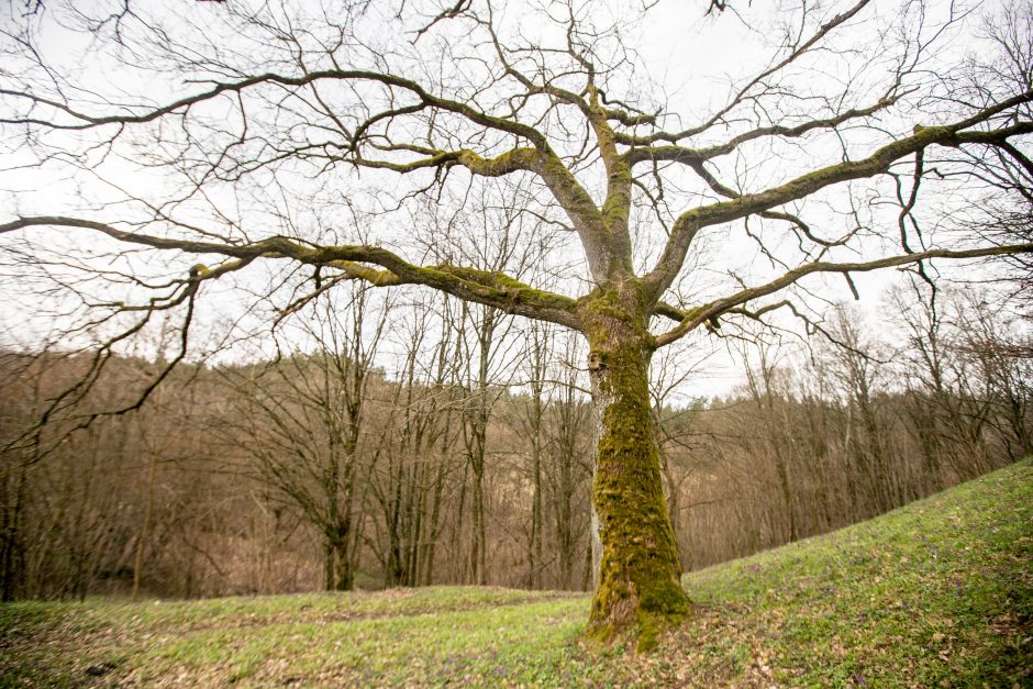 Pakarklės miškas – tikras lobynas: yra sakančių, kad čia Lietuvos Šveicarija