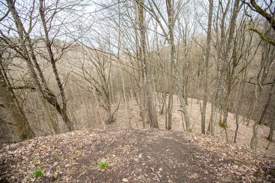 Pakarklės miškas – tikras lobynas: yra sakančių, kad čia Lietuvos Šveicarija