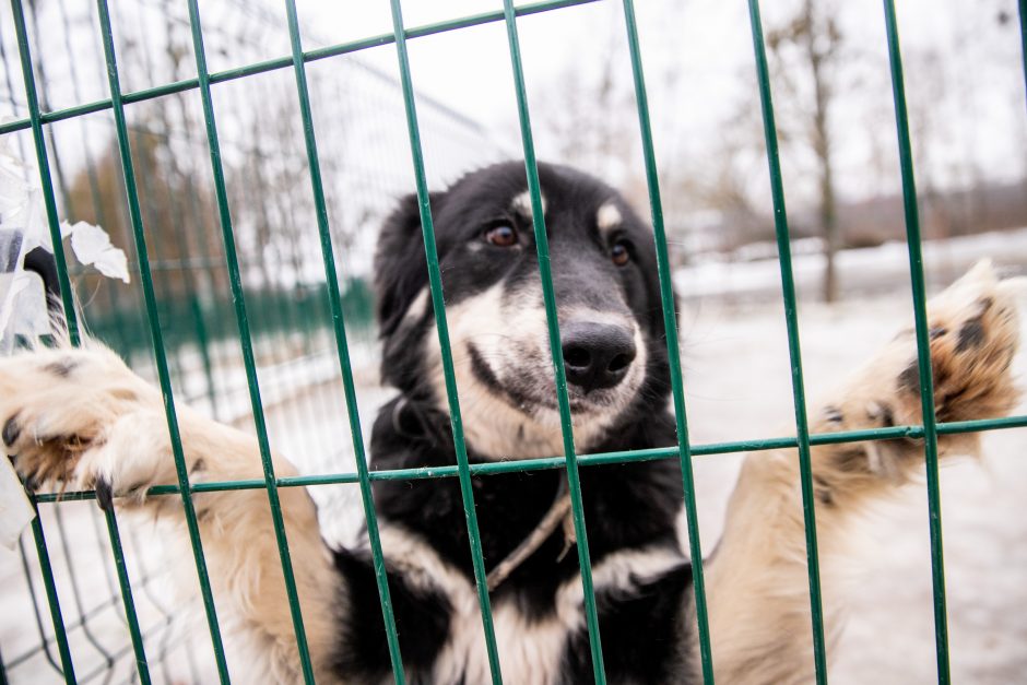 Kauno prieglaudas perpildė beglobiai gyvūnai: keturkojus tenka apgyvendinti net tualeto patalpose