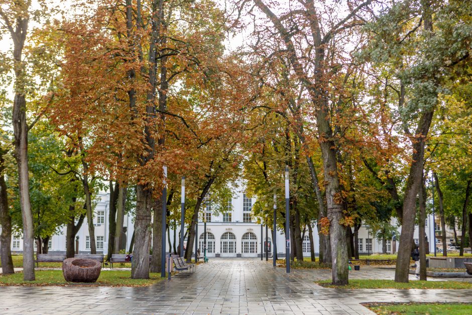 Užkliuvo medžiai Miesto sode: šaknys dengiamos nederančiais akmenukais