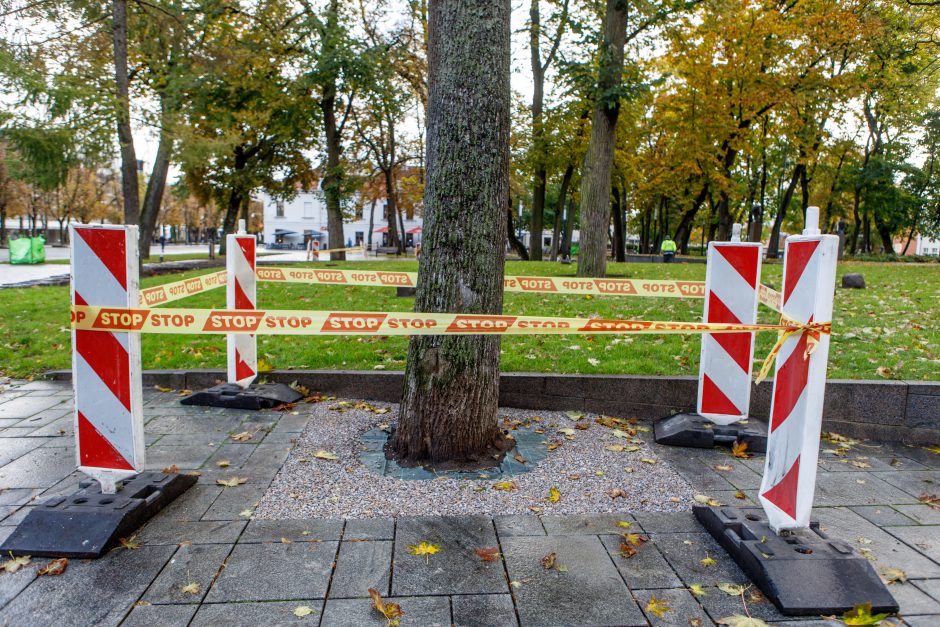 Užkliuvo medžiai Miesto sode: šaknys dengiamos nederančiais akmenukais