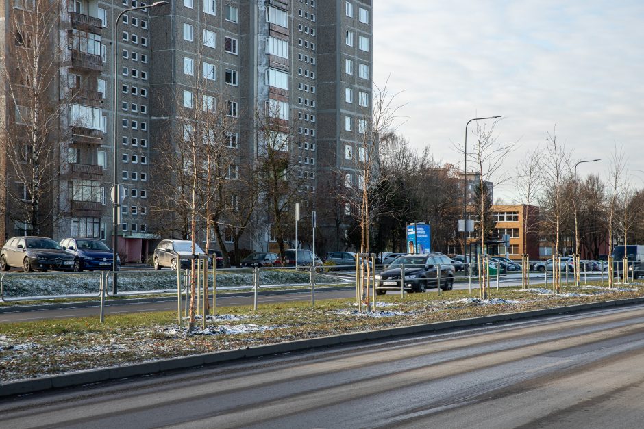 Prieš žiemą sodinami medeliai: ar ūgtelėję netrukdys saugiam eismui?