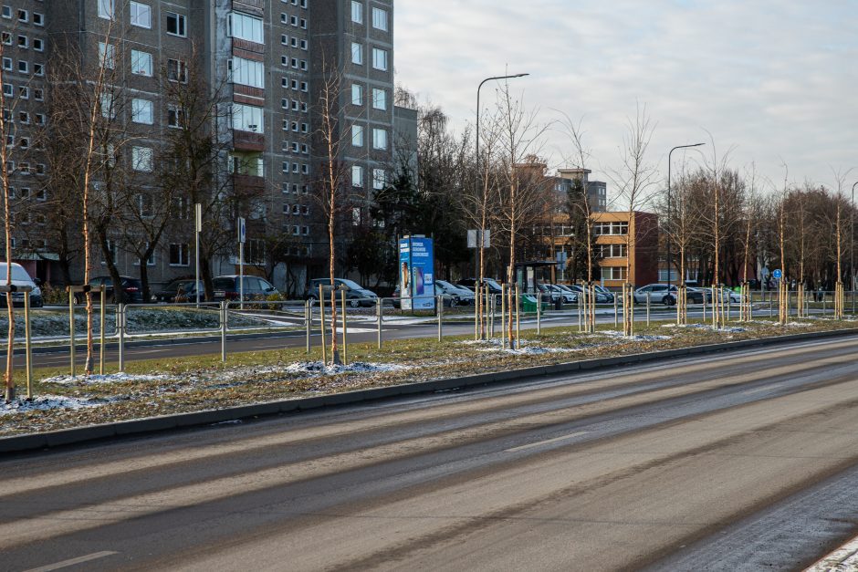 Prieš žiemą sodinami medeliai: ar ūgtelėję netrukdys saugiam eismui?