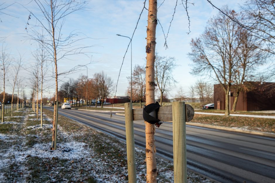 Prieš žiemą sodinami medeliai: ar ūgtelėję netrukdys saugiam eismui?