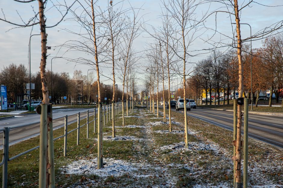 Prieš žiemą sodinami medeliai: ar ūgtelėję netrukdys saugiam eismui?