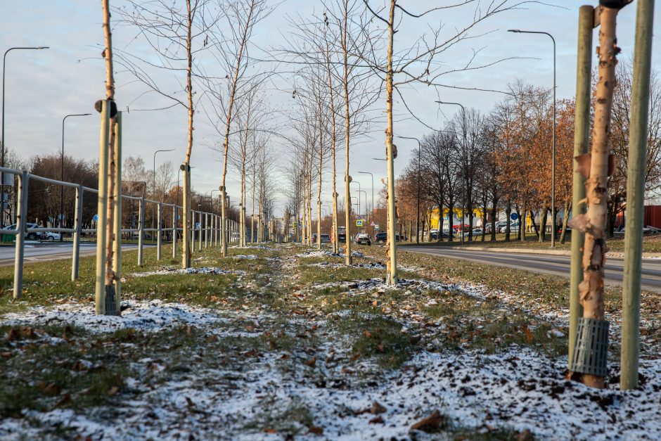 Prieš žiemą sodinami medeliai: ar ūgtelėję netrukdys saugiam eismui?