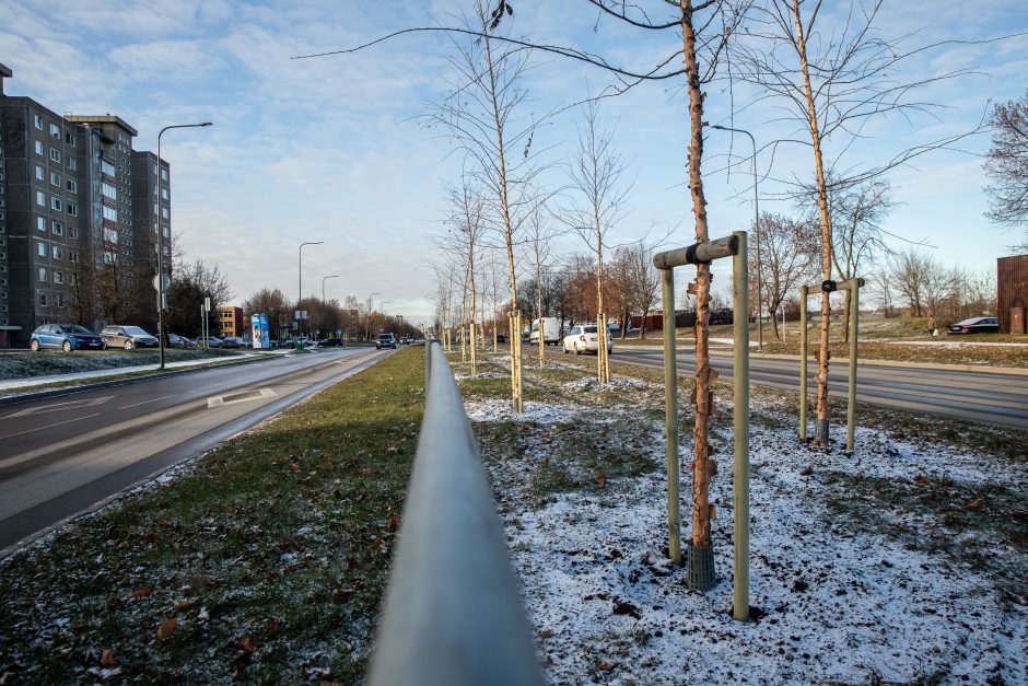 Prieš žiemą sodinami medeliai: ar ūgtelėję netrukdys saugiam eismui?