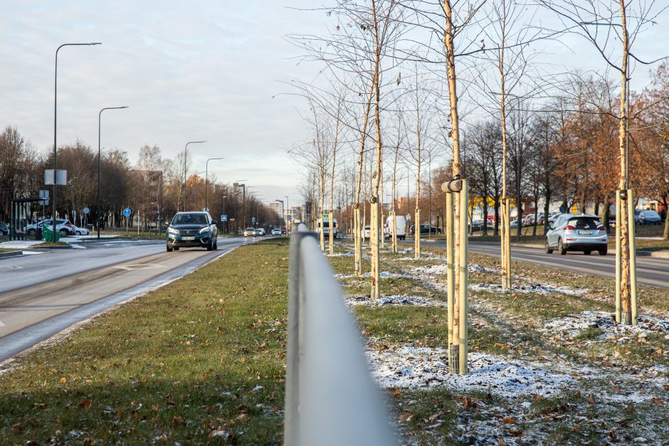 Prieš žiemą sodinami medeliai: ar ūgtelėję netrukdys saugiam eismui?