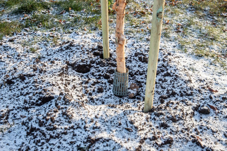 Prieš žiemą sodinami medeliai: ar ūgtelėję netrukdys saugiam eismui?