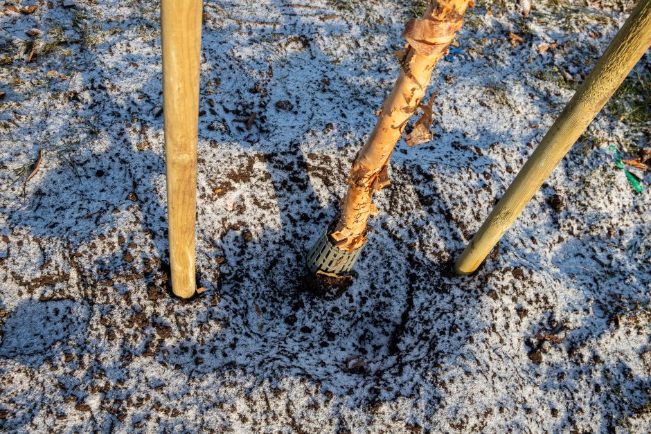 Prieš žiemą sodinami medeliai: ar ūgtelėję netrukdys saugiam eismui?