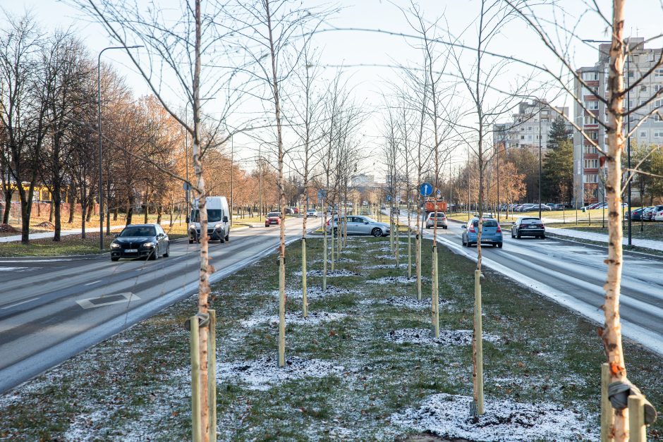 Prieš žiemą sodinami medeliai: ar ūgtelėję netrukdys saugiam eismui?