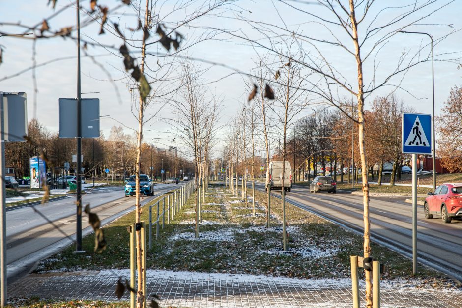 Prieš žiemą sodinami medeliai: ar ūgtelėję netrukdys saugiam eismui?